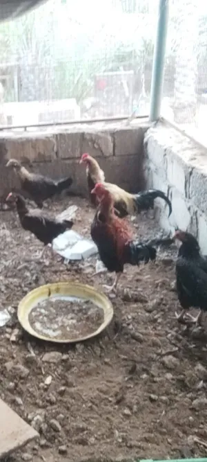 للبيع الدجاج الباكستاني