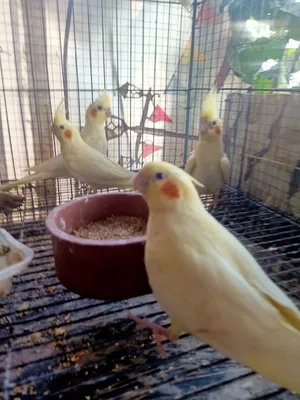 عصافير لاتيني للبيع