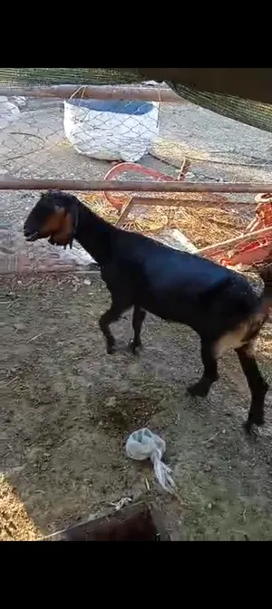 بصلاة على النبي