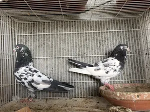 تيديات بيور