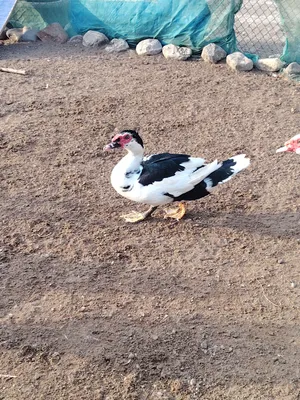 بط ذكر مصري منتج