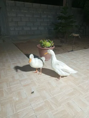 بطتين للبيع ب 14
