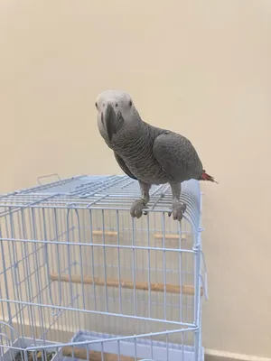 كاسكو اليف