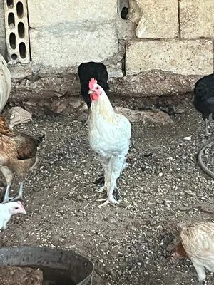 جاج بلدي فيومي براهمي