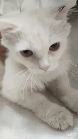 قط صغير للتبني Small Cat for free adoption