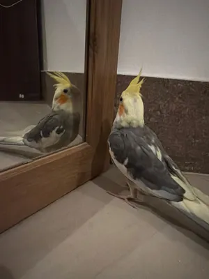 Talking hand tamed friendly cockatiel baby