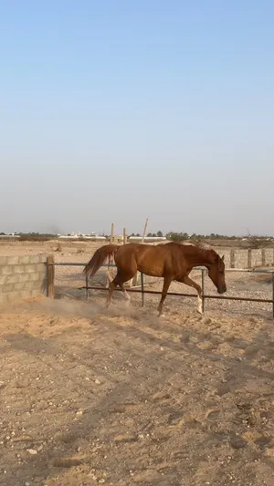 للبيع فرس و مهره عربيات