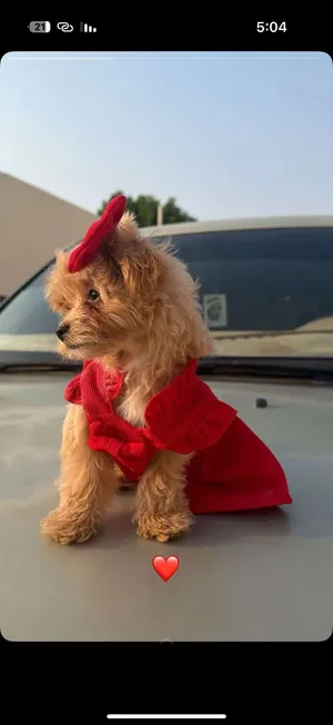 Maltipoo  للبيع