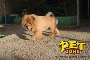 Dog Training at The Pet Zone Center Is your dog ready to learn, improve, and become even more w