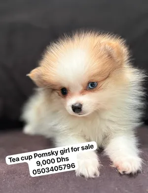Teacup Pomeranian male and female available Pomsky   selected few left must see all healthy