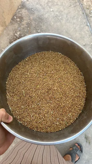 بذر قت عماني