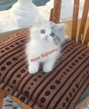 فراوله القمر