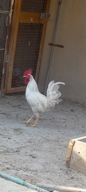ديج ابيض ثلجي تواصل واتساب