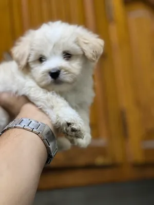 Havanese puppy vaccination
