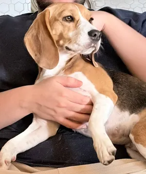 كلبة بيجل اصلي Two year old cute female BEAGLE dog