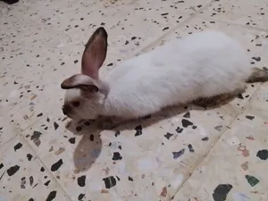 ارانب نوع سيامي دكر وانتى للبيع