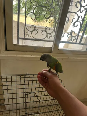 ببغاء سنغالي للبيع