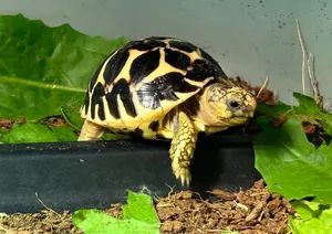 Star tortoise