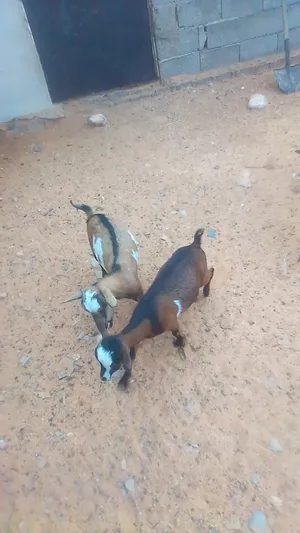 ماعز فلبيني عشار