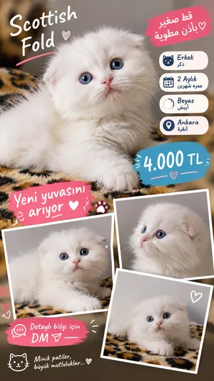 scottish fold