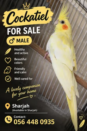 6 month old cocktail bird!
