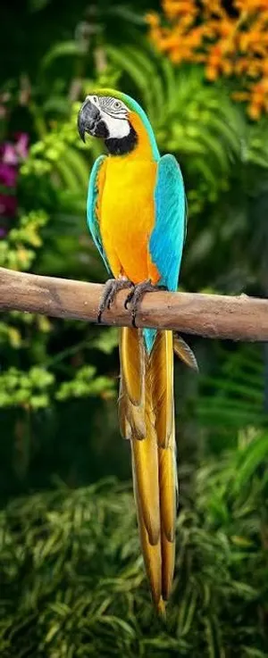 مطلوب مطلوب مطلوب