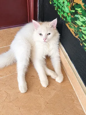 Turkish Angora type
