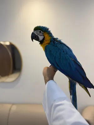 فرخ مكاو بلو اند قولد baby blue and gold macaw chick