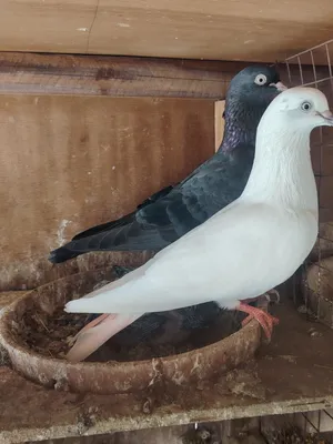 AED 250 Each pair pakistani pigeon high fly 8 to 10 houes