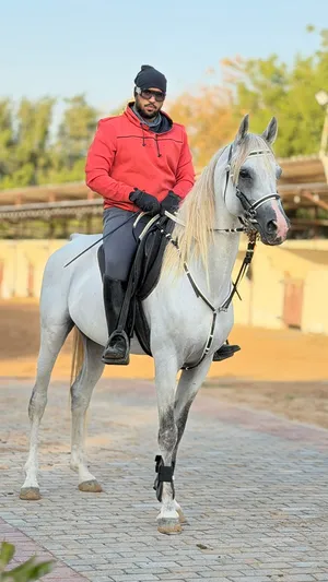 Arabian horse