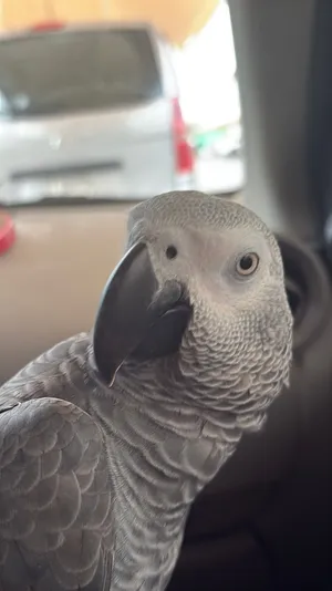 Casco 2 years old african grey