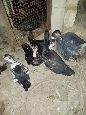 بط بلدي لحم عمر 5 شهور