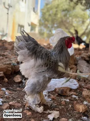 صيصان براهما للبيع