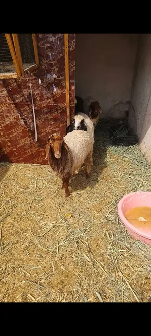 طليان العدد 14