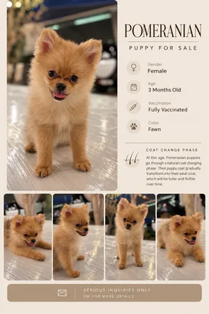 Pomeranian Puppy