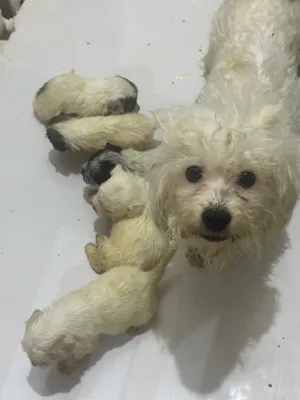 30 days old shitzu baby