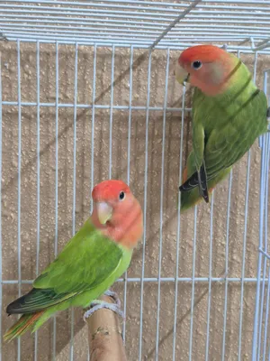 sell post love bird