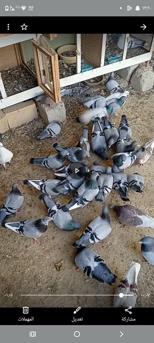 حمام للبيع
