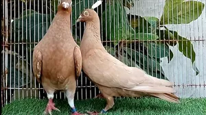 السلام عليكم ورحمة الله وبركاته للبيع حمام زينه زاجل وهومر