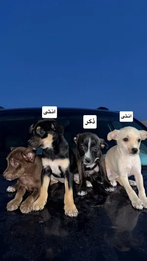 شيواوا للبيع.... اقرأ الوصف