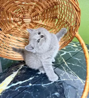 Beautiful Grey Kitten Available – 2.5 Months Old