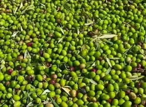 زيتون رصيع للكبس جميع الأصناف وافظل واجود الانواع .