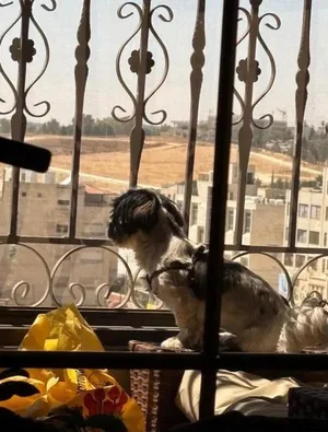 كلبة شيتزو اصلية للبيع