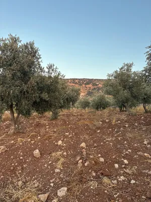 قطعة أرض مميزة للبيع - مروج سيحان، أراضي البلقاء السلط، من المالك مباشرة وبسعر مغري جداً