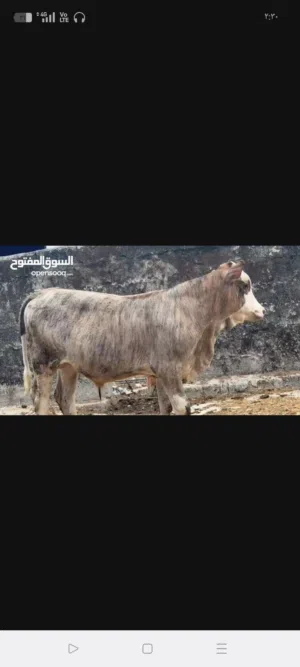 عجال مال صلاله