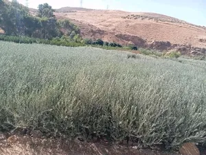 يتوفر لدينا جميع أصناف الزيتون خصومات للكميات خدمة التوصيل مجانا اهلا وسهلا بالجميع حياكم الله.....
