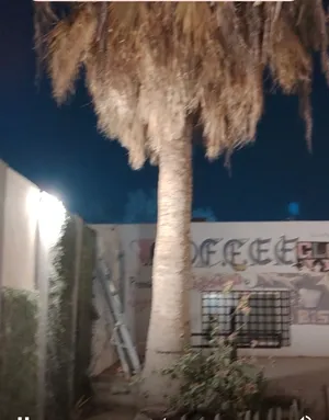 يوجد أشجار واشنطن أمريكي للبيع