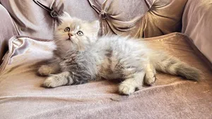 كيتن شانشيلا لونج هير 800 AED  ﮼﮼ Chinchilla long hair kitten 800AED