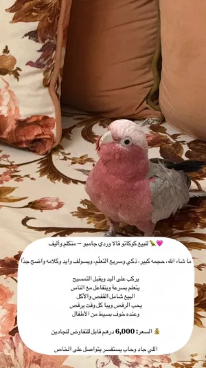 كوكاتو قالا وردي قابل للتفاوض مع الاكل والقفص وشامل التوصيل