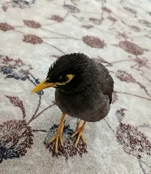 طائر مينا للبيع